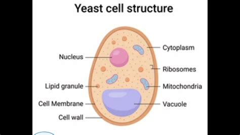 YEAST ,unicellular fungi - YouTube