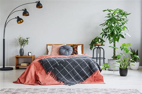 8 Best Bedroom Plants That Purify The Air & Improve Your Sleep Quality | Trees.com