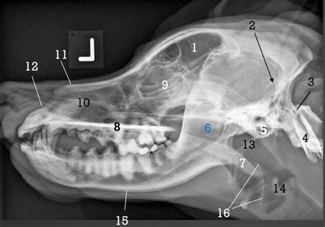 Canine Skull: Lateral Diagram | Quizlet