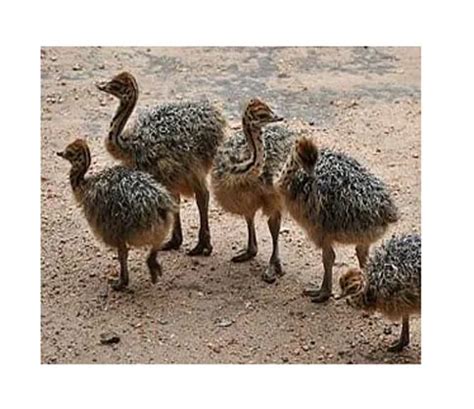 2024 Fertilized Ostrich Eggs,Ostrich Chicks And Mature Ostrich For ...