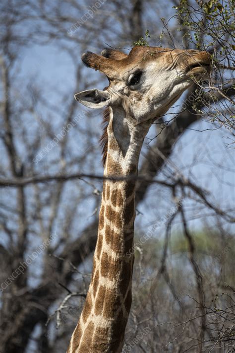 Giraffe feeding - Stock Image - F038/0427 - Science Photo Library