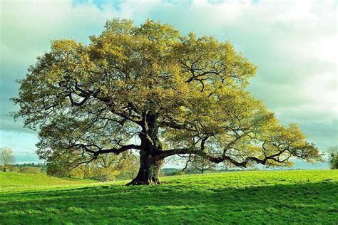 How to Grow and Care for Oak Trees | Gardener’s Path