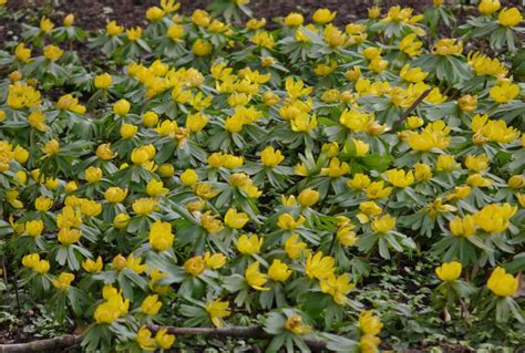 Eranthis hyemalis, a tiny winter-blooming burst of gold