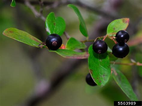 sparkleberry (Vaccinium arboreum)