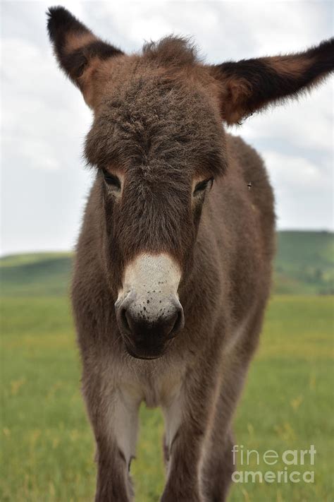 Adorable Brown Baby Burro Standing in a Meadow Photograph by DejaVu ...