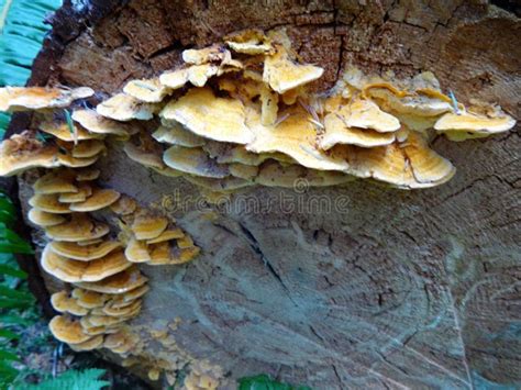 A Group Of Fungi Grow On A Fallen Tree Stock Photo - Image of food, moss: 100163932