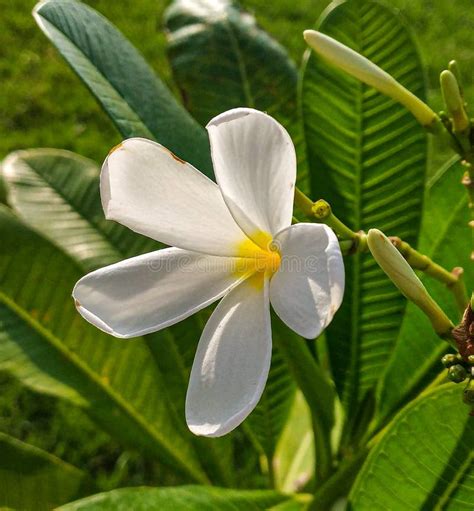 Plumeria alba flowers stock image. Image of natural, background - 14744287