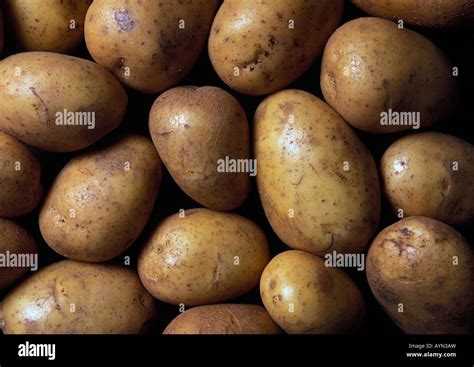 Maris Piper potatoes Stock Photo - Alamy