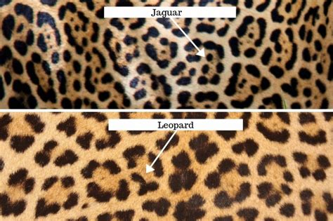 Jaguar vs Leopard - How to tell the two cats apart | Jaguar animal, Jaguar, Black jaguar