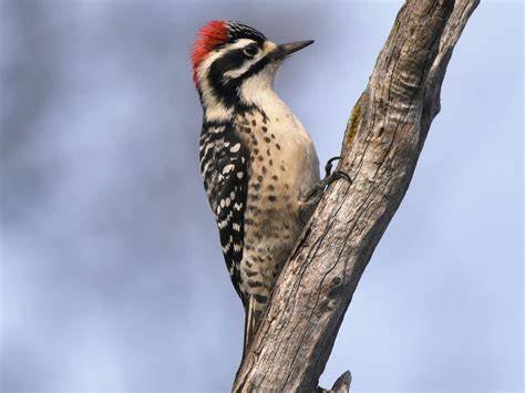 Nuttall's Woodpecker - eBird