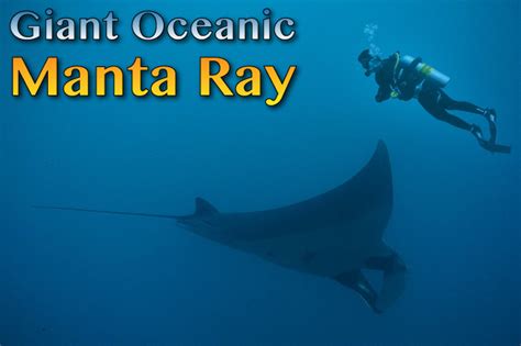 Giant Oceanic Manta Ray Facts, Pictures, Video & In-Depth Information