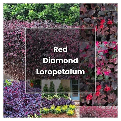 How to Grow Red Diamond Loropetalum - Plant Care & Tips | NorwichGardener