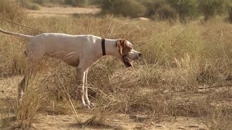 English Pointer Training | Introduction to pointing in the field - YouTube