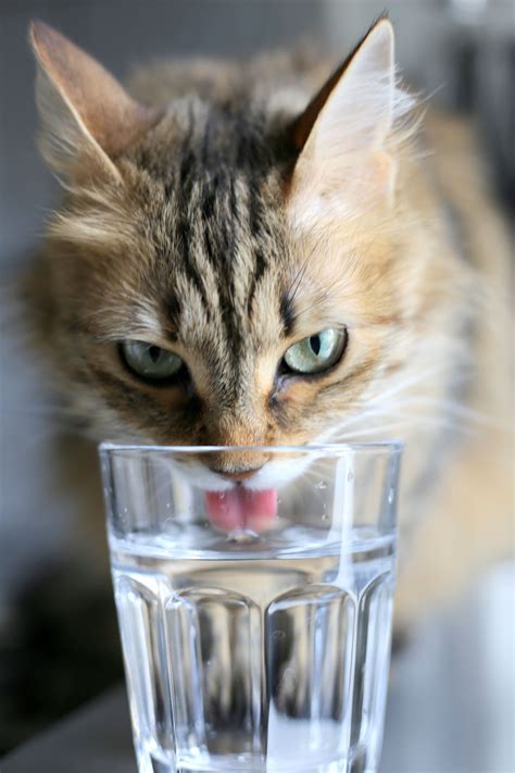 Why Does My Cat Drink From My Water Glass? | Cuteness Cat Drinking, Drinking Water, Funny Cat ...