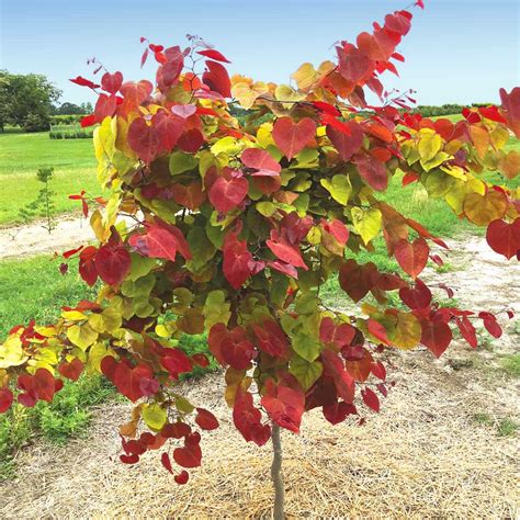 Flame Thrower® Redbud Trees for Sale | FastGrowingTrees.com