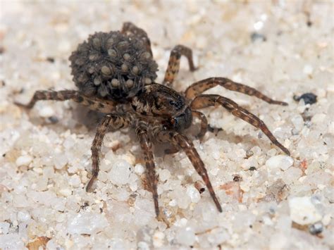 Astounding Facts About Wolf Spiders That'll Leave You Awestruck