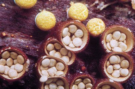 Fungus - Sporophores, Spores, Reproduction | Britannica