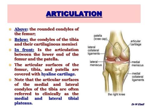 Anatomy of the Knee Joint