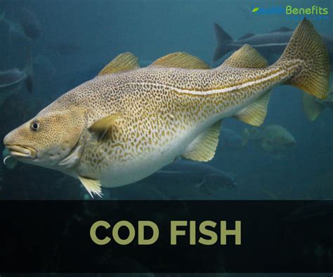 Cod fish Facts, Health Benefits and Nutritional Value