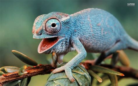 Chameleon Wallpapers - Wallpaper Cave