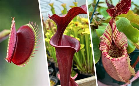 New to carnivorous plants? Start here! | Tom’s Carnivores