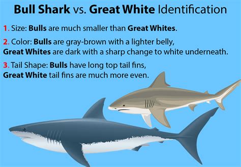 Bull Shark vs. Great White Shark (Updated 2023)