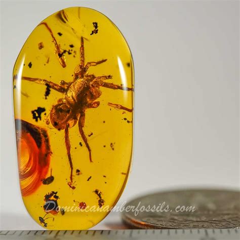 Arachnida Araneida Migalomorpha Spider Fossil on Dominican Amber