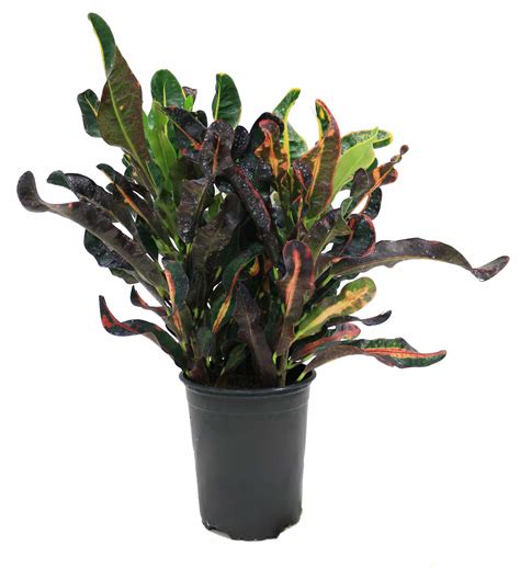 Red Mammy Croton (Codiaeum) For Sale | Easy Care House Plant