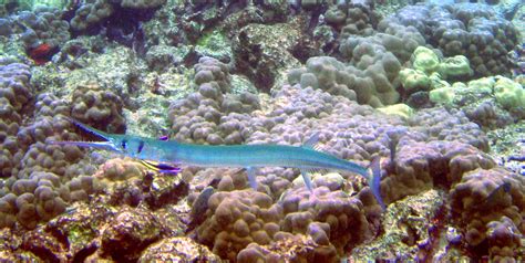 Needlefish | Wiki | Everipedia