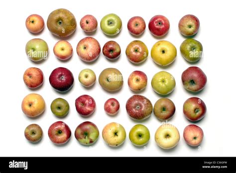 Overview of different old apple varieties Stock Photo - Alamy