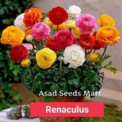 Asad Seeds Mart