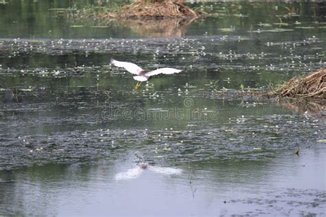 Bird at Sultanpur National Park Stock Photo - Image of haryana, sanctuary: 101409226