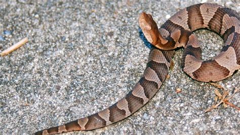 Baby Copperhead Snake Venom | informacionpublica.svet.gob.gt