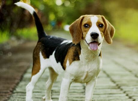 Beagle Health Problems: Ear Yeast Infection, Obesity, & More