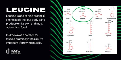 Leucine: the muscle powerhouse – Vegan Easy - veganeasy.org