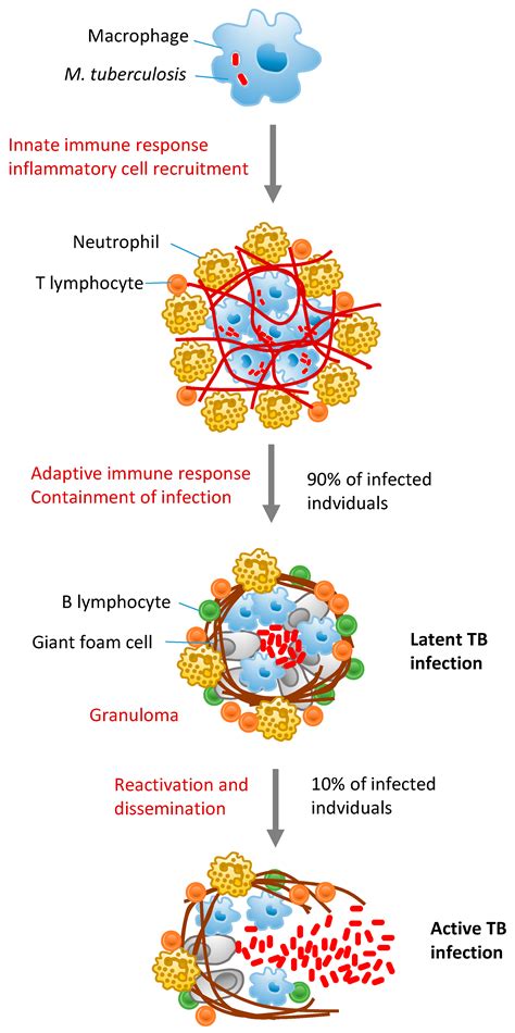 Tuberculosis Bacteria Disease