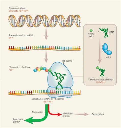 5 protein synthesis quiz in Biological Science Picture Directory ...