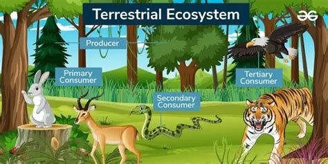 Terrestrial Ecosystem : Overview, Types & Importance - GeeksforGeeks