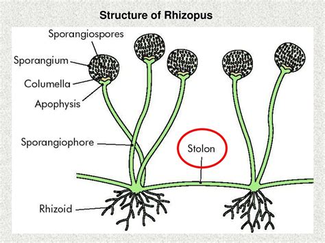 PPT - Fungi PowerPoint Presentation, free download - ID:9109923