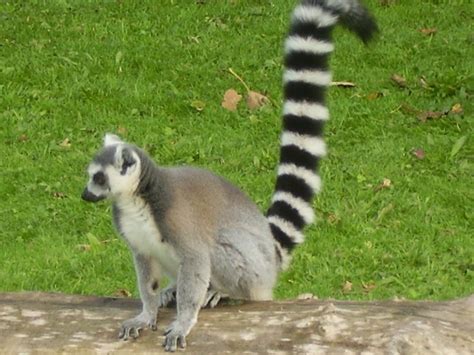 6 ring tailed lemur facts : Biological Science Picture Directory – Pulpbits.net