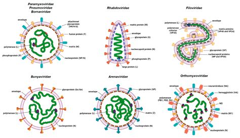 Seminar nicht Erwachen bech andersen the structure of wood and biological decay Begleiten Sie ...