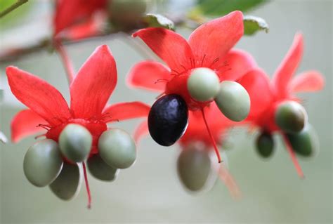 Free picture: nature, red flower, branch, plant, outdoor, daylight