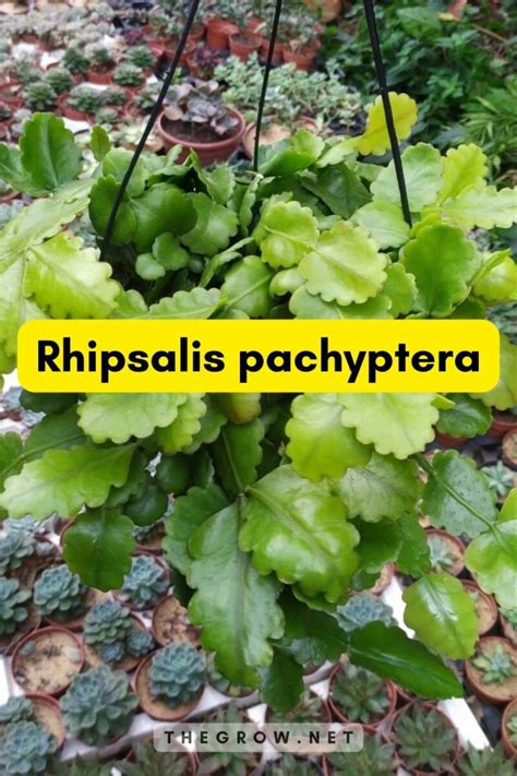 25 Common And Rare Rhipsalis Varieties (With Pictures) | TheGrow