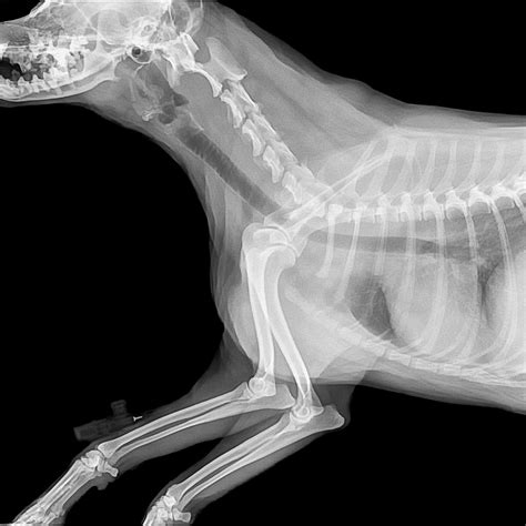 dog-xray | Dunelm Veterinary Group