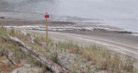 Protect Our Shoreline News: Geoduck Farming Expands Impacts on Puget ...