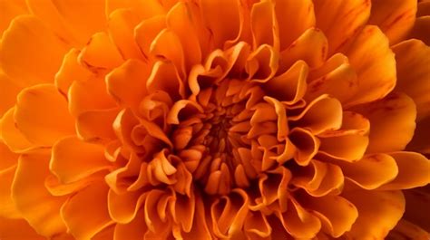 Premium AI Image | A bright orange flower with a big flower in the center.