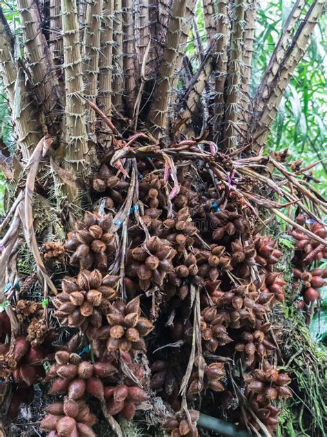 Salak Tree Salacca Zalacca Sweet Variety Fruit Stock Photo - Image of ...