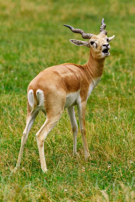 Goitered Gazelle Free Stock Photo - Public Domain Pictures