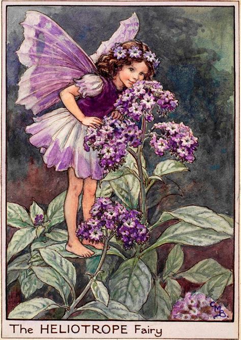 The Heliotrope Fairy - Flower Fairies