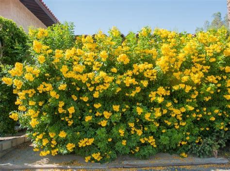 Evergreen Flowering Shrubs Yellow - Mbi Garden Plant